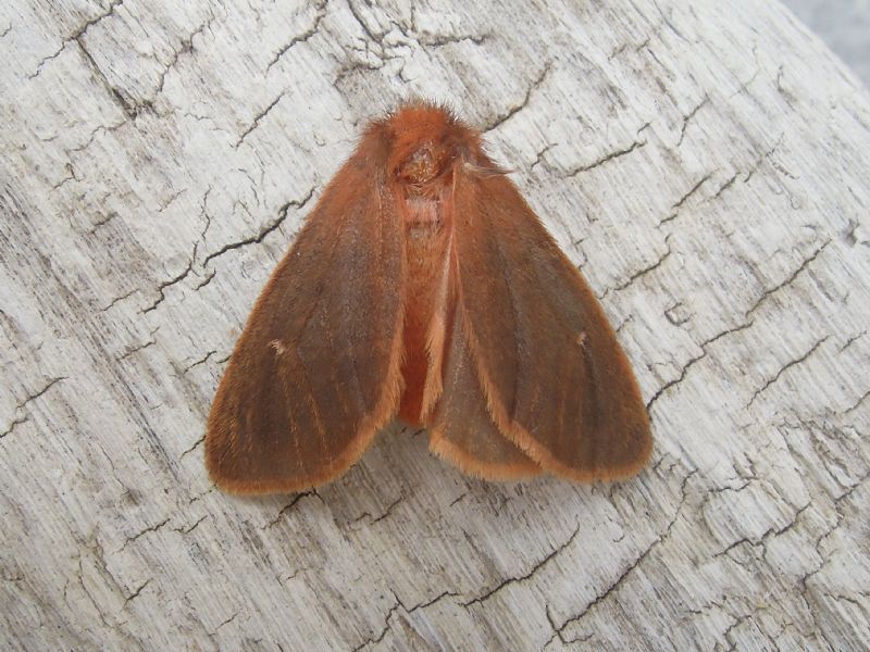 Ocneria rubea